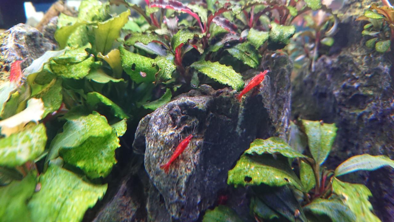 High grade Bloody Mary Neocaridina garnalen