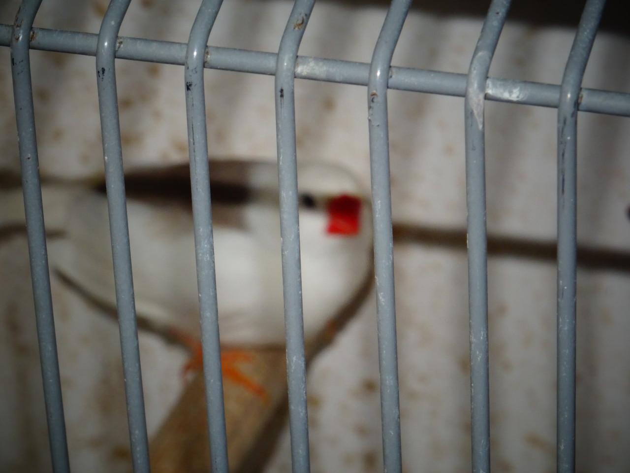 Te koop mooie wat grotere overjarige witte zebravinken €6.00