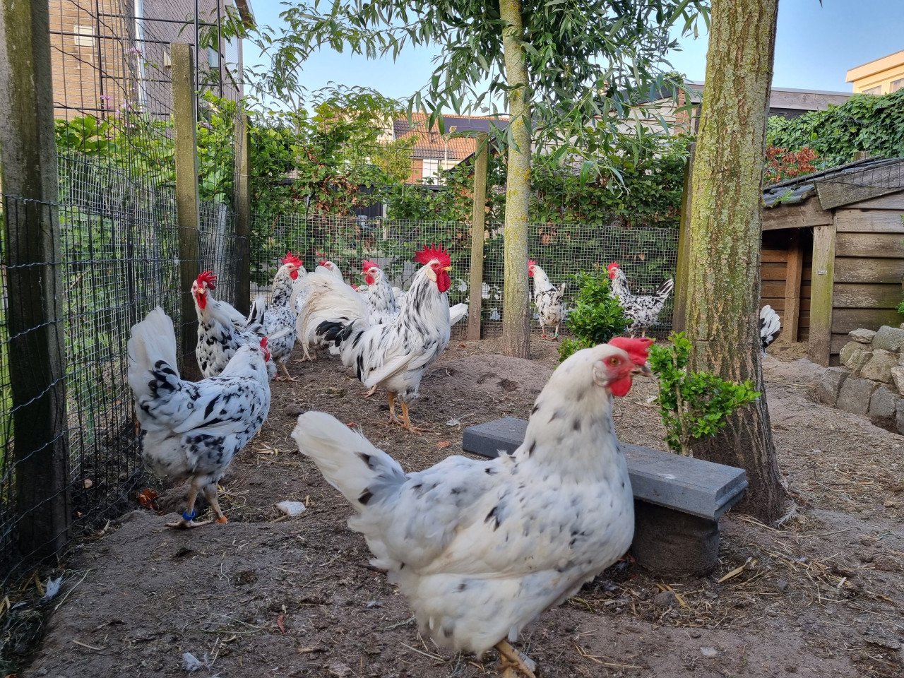 Bonte leghorns ( nog 9 hennen)
