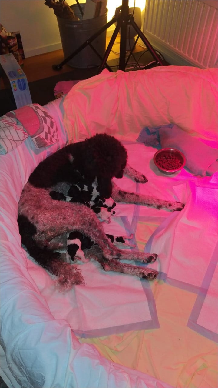 Koningspoedel pups in werpkist