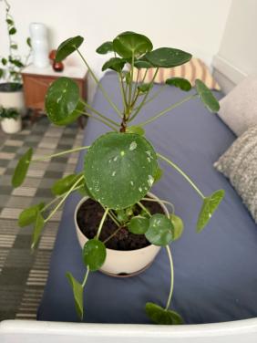 Pilea variegata/ bonte pannenkoekplant zeldzaam