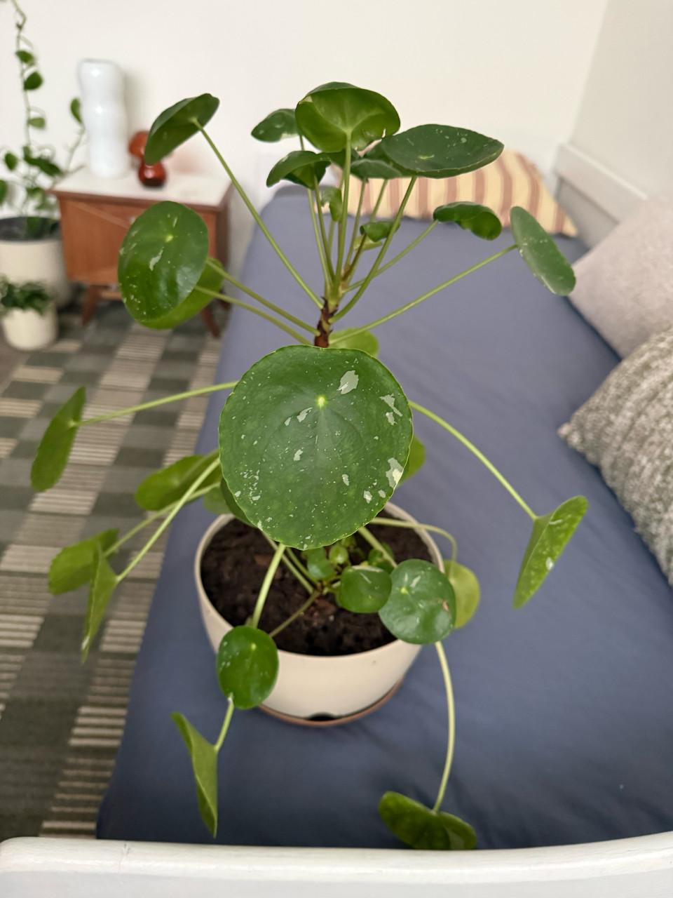Pilea variegata/ bonte pannenkoekplant zeldzaam