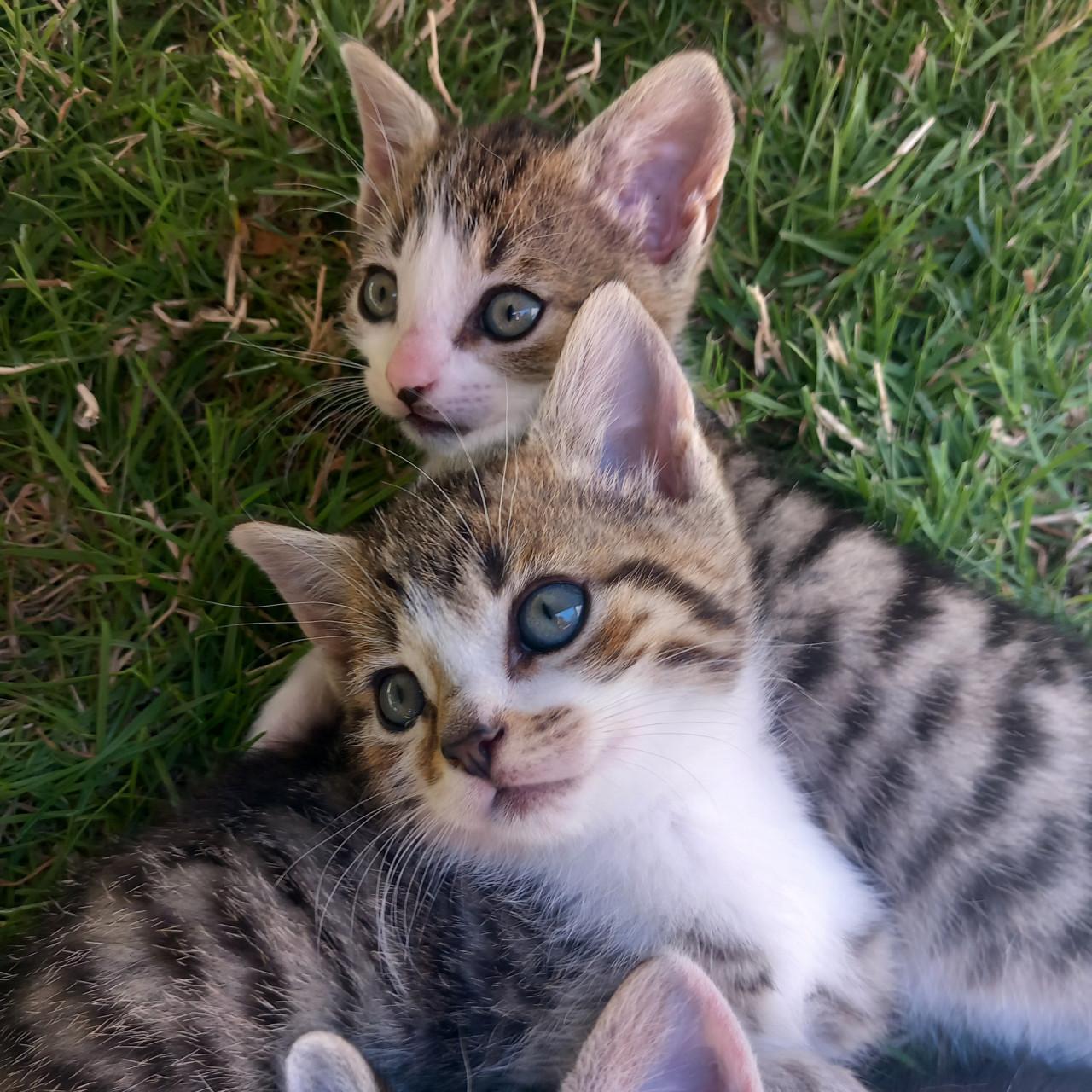 Prachtige kittens: 1 katertje zoekt nog speelmaatje