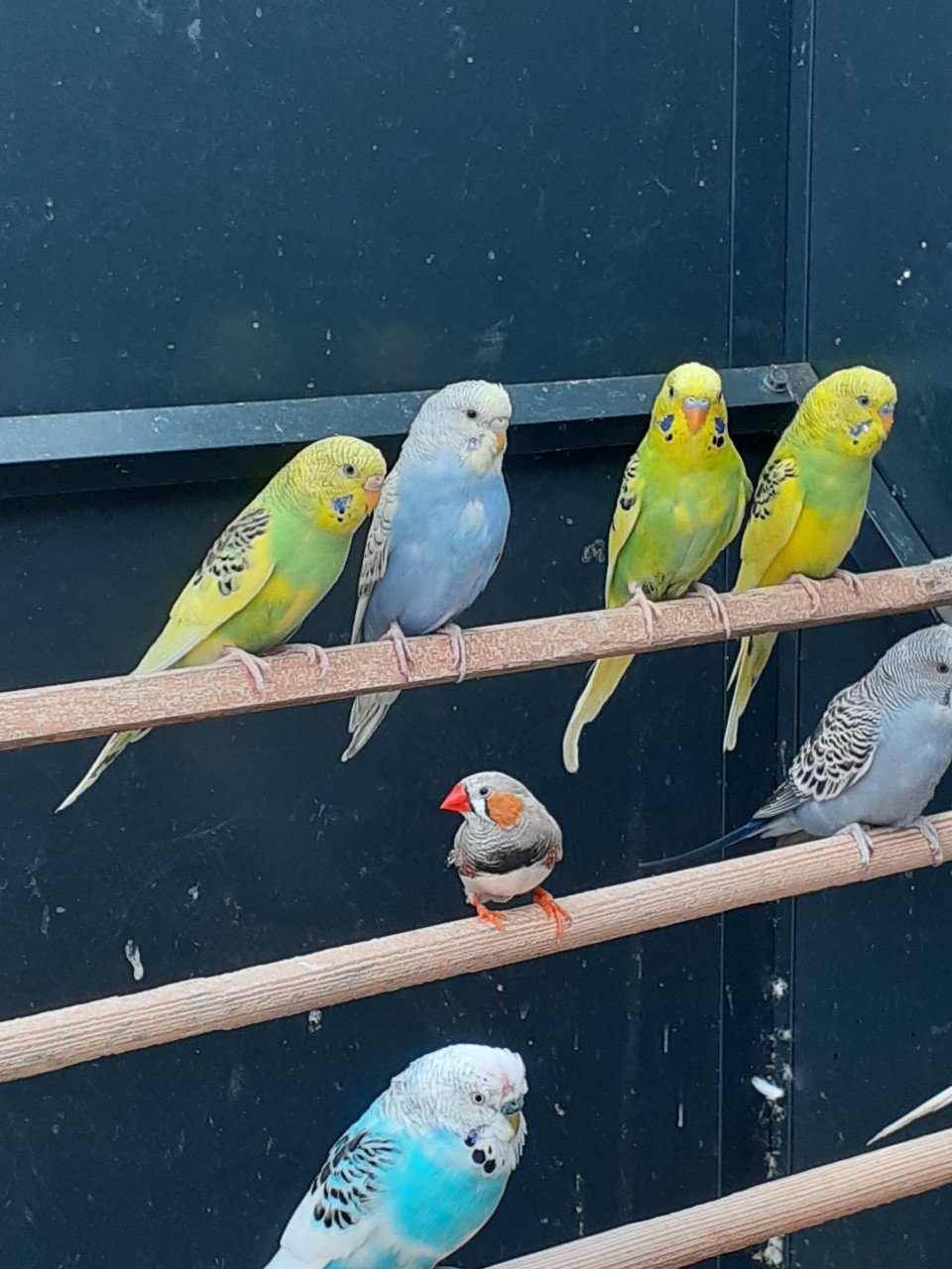 Diverse kleuren jonge grasparkieten