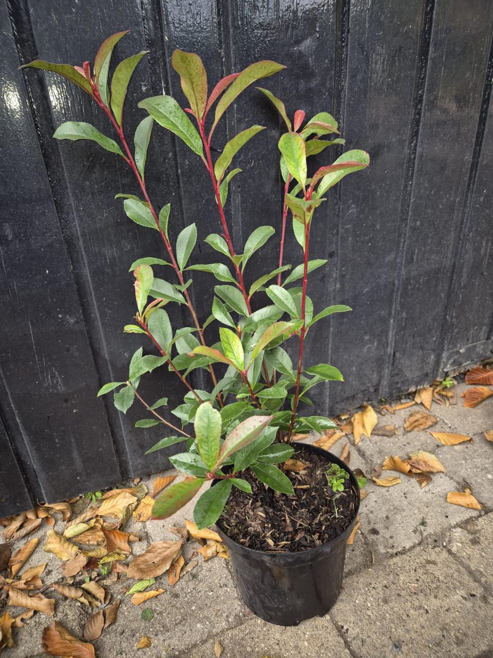 Photinia Carré Rouge glansmispel potgekweekt