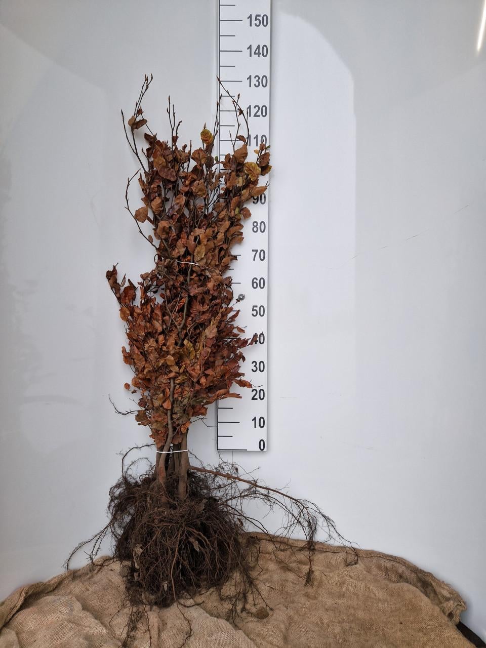 Groene beuk haagplanten - Fagus Sylvatica