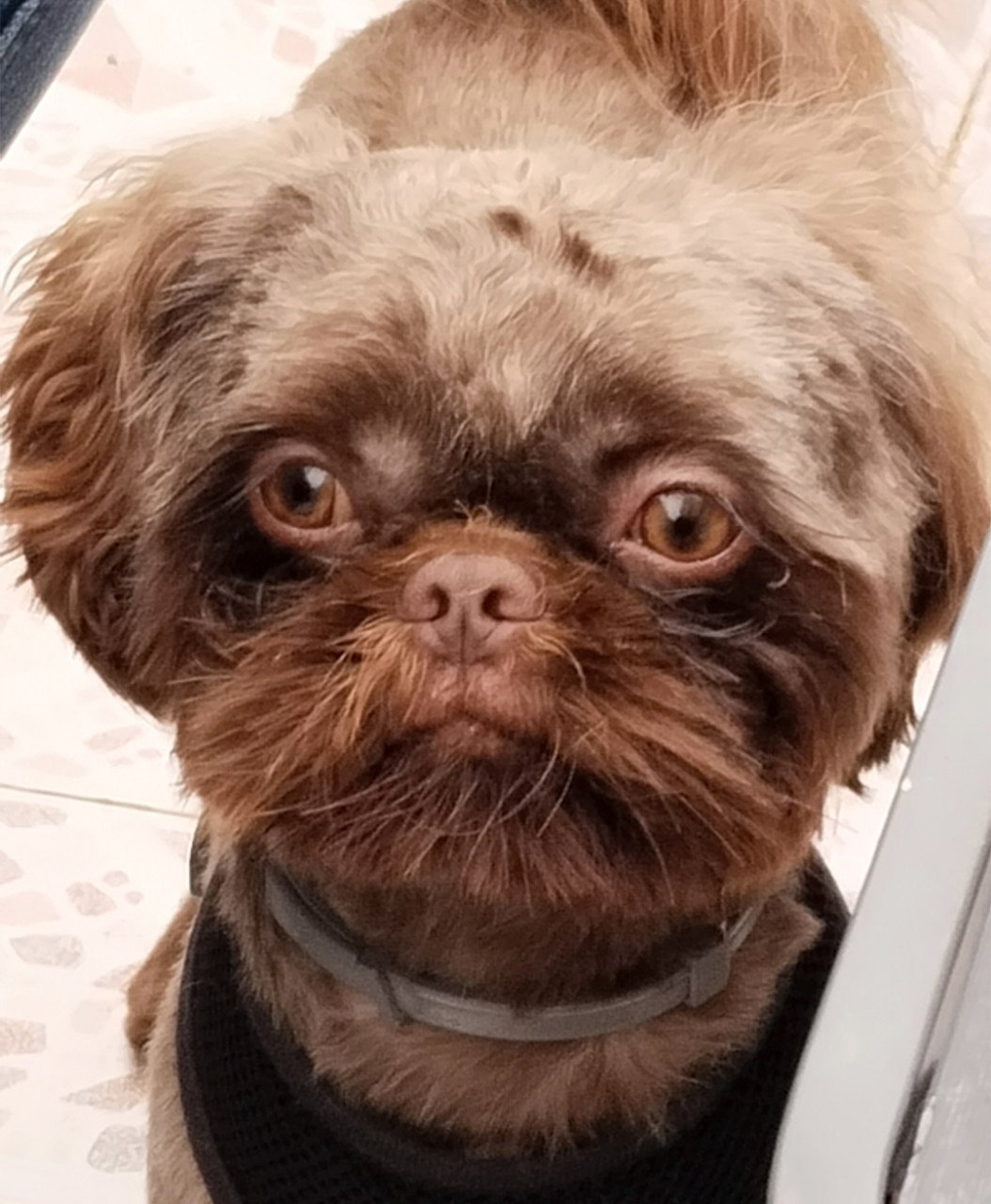 Prachtige Shihpoo