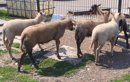 Schaap schapen ooi ram ruischapen voor bij paard 🤩maasduinen vlees nolana