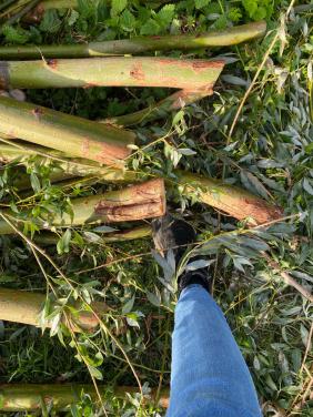 Wilgentakken van geknotte bomen (waaronder takken van 4 m voor aanplant)