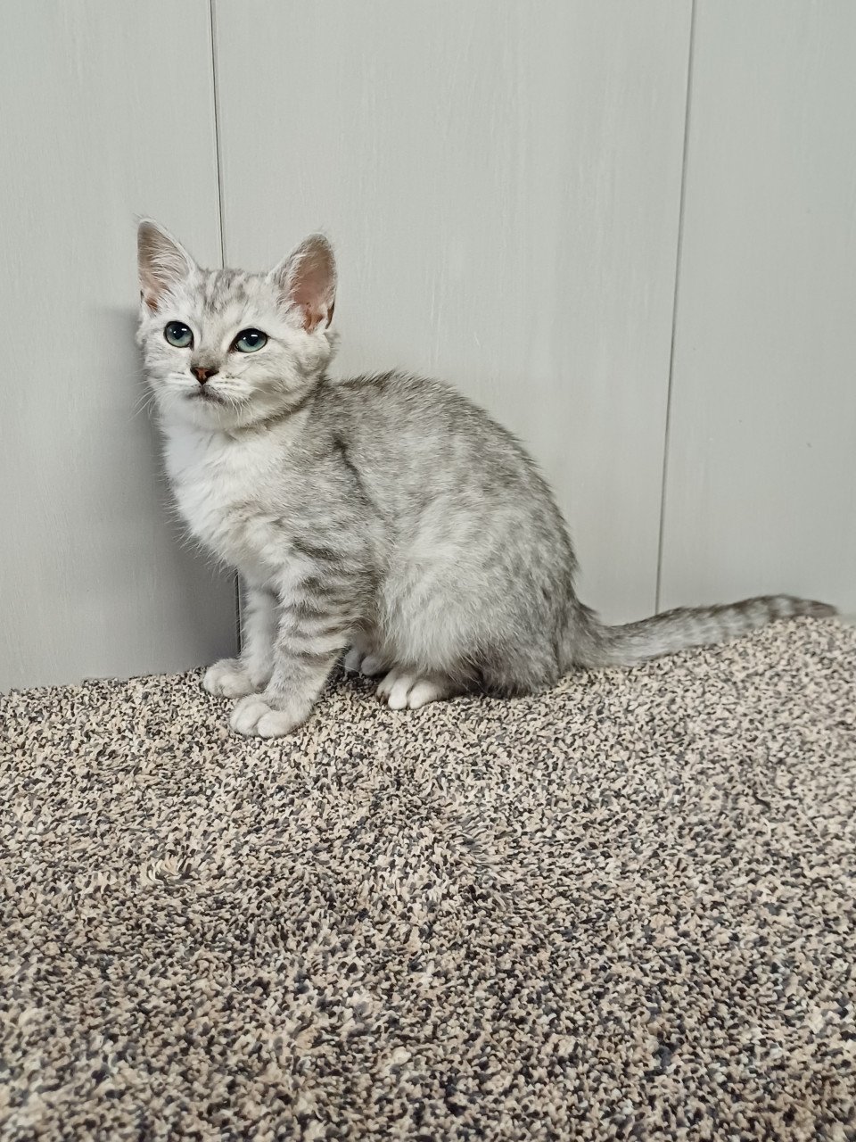 Leuke Britskorthaar x Ragdoll kittens beschikbaar, nog 3 POESJES!