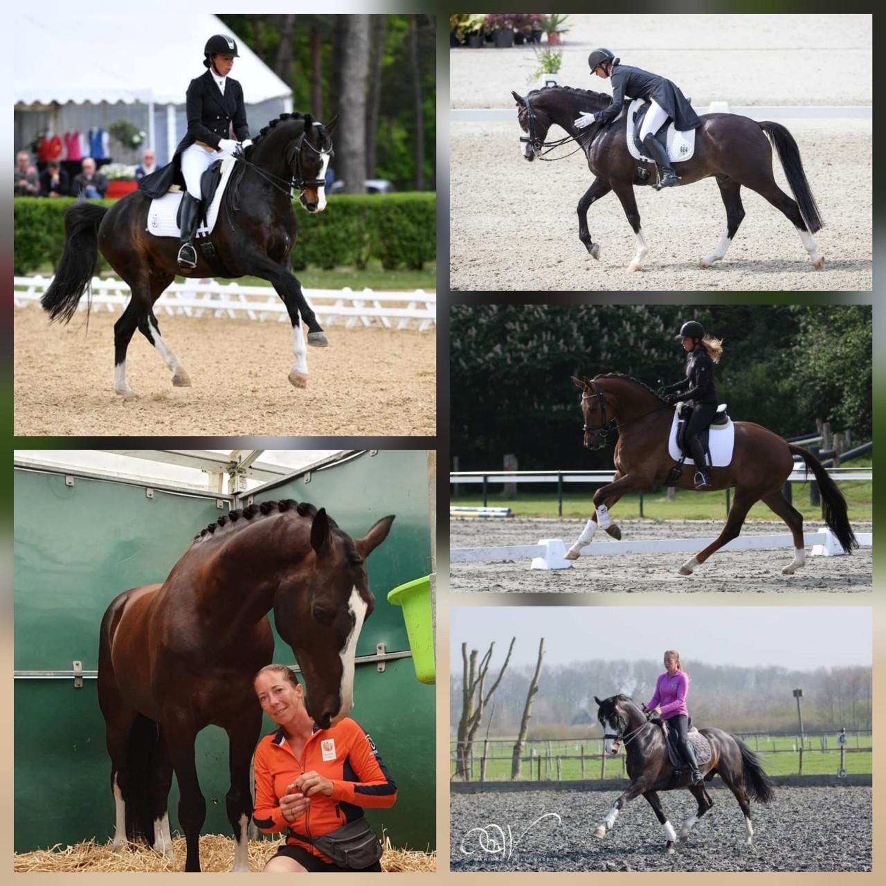 🐴 Pony Kinderfeestjes 🥳