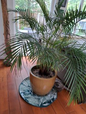 Grote kamer plant (GERESERVEERD)