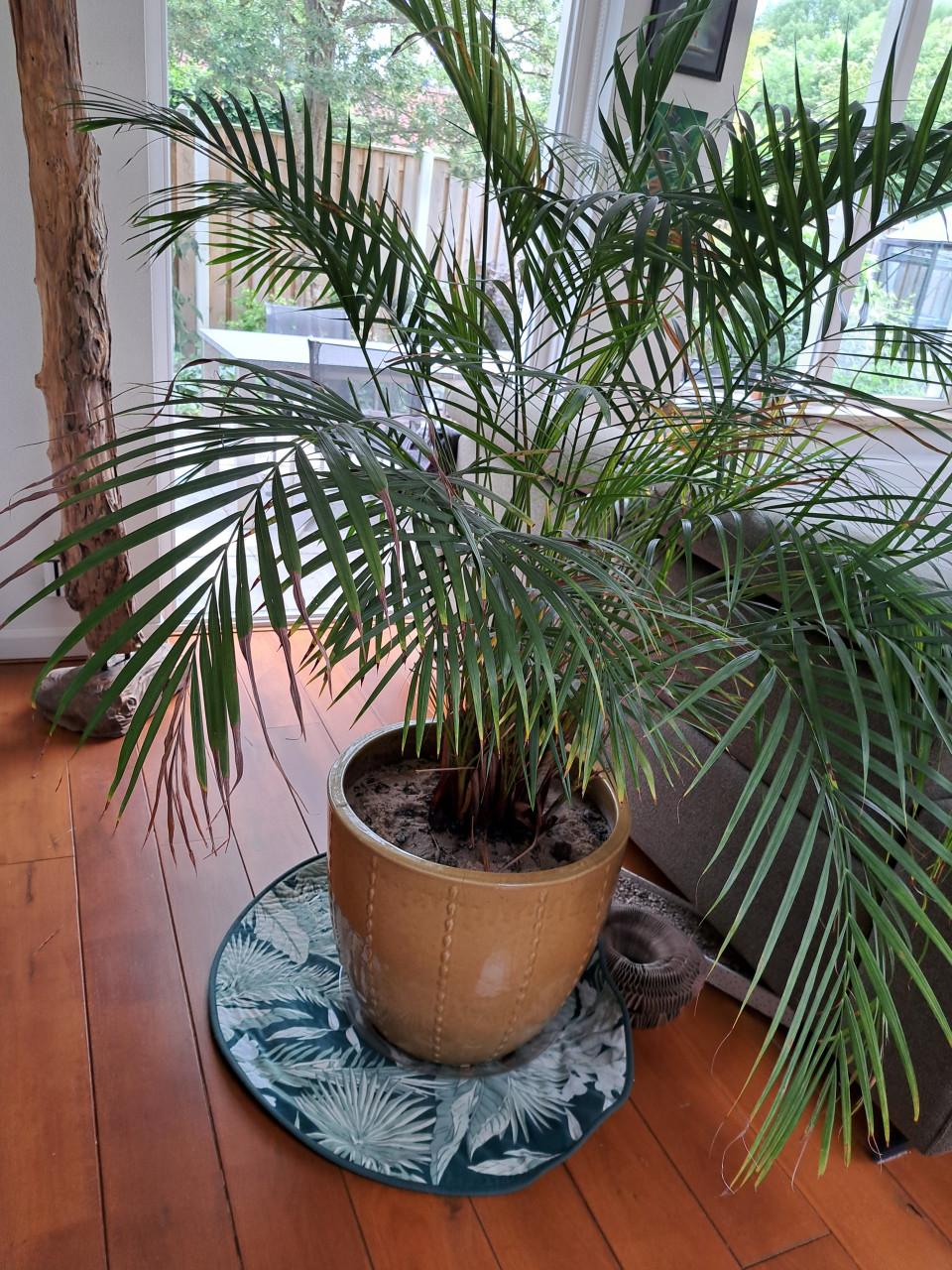 Grote kamer plant (GERESERVEERD)