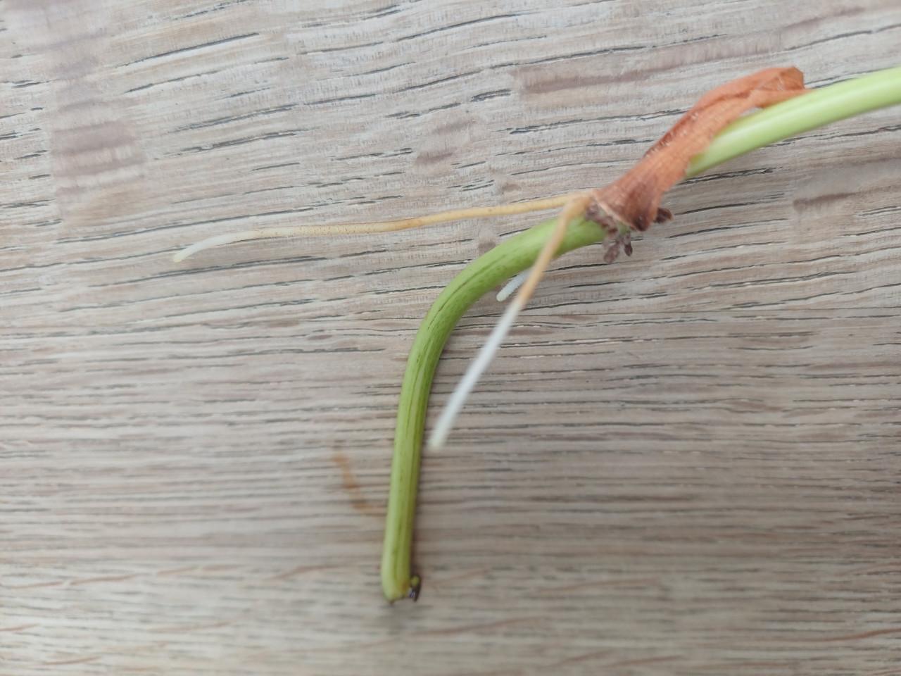SUPERmooie stek 2-kleurige drakenklimop (philodendron)!