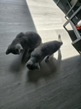 Kitten