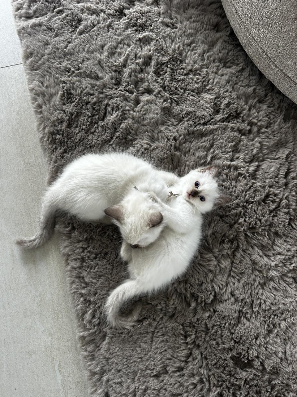 Twee prachtige Ragdoll kittens beschikbaar