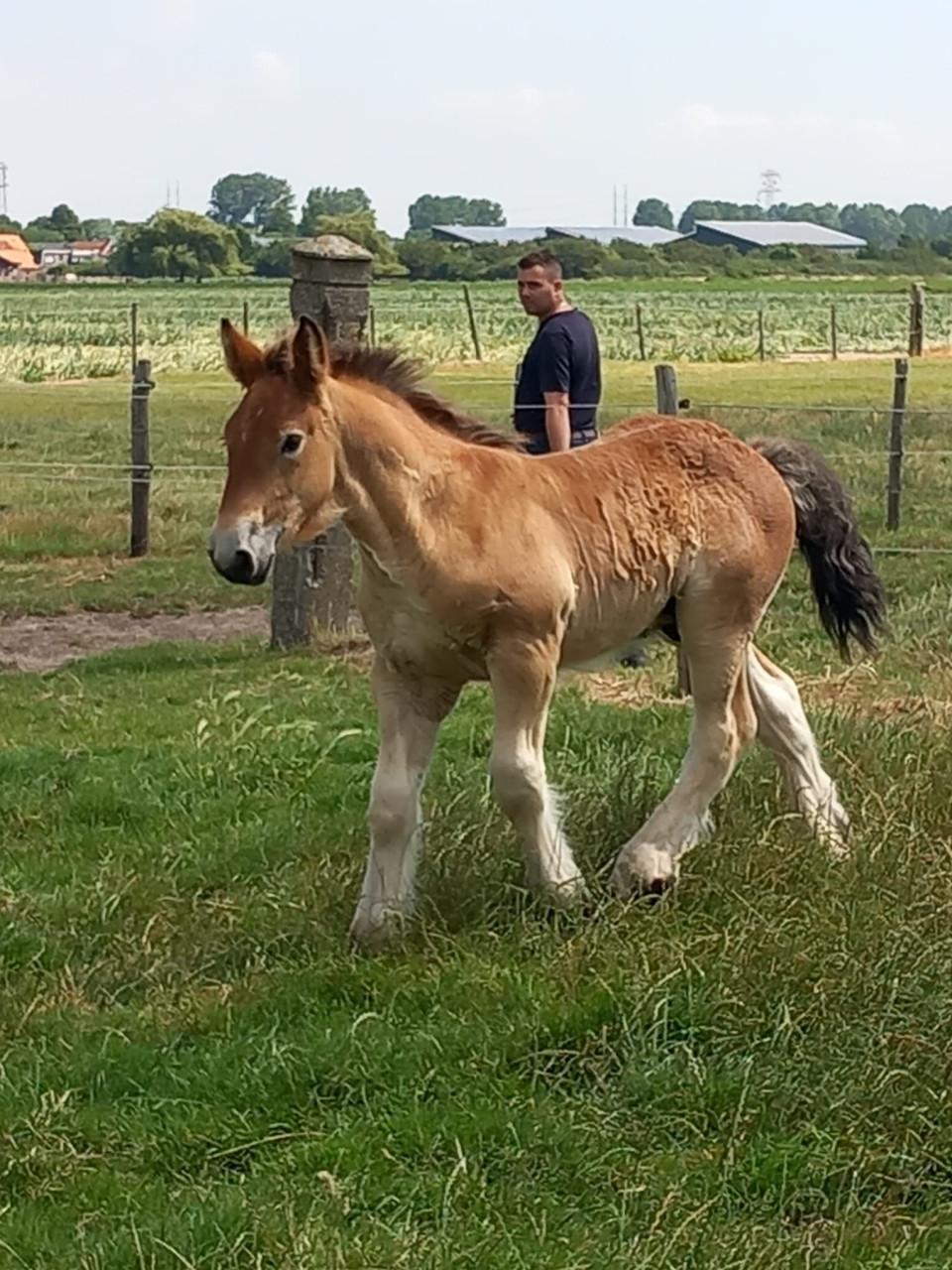 Trekpaard hengstveulen