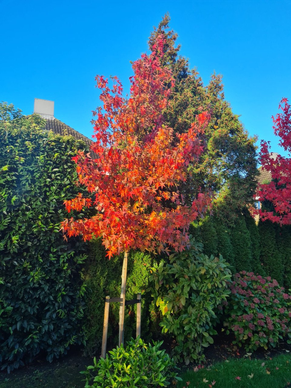 Amberboom - Liquidambar Worplesdon ca. 300 cm