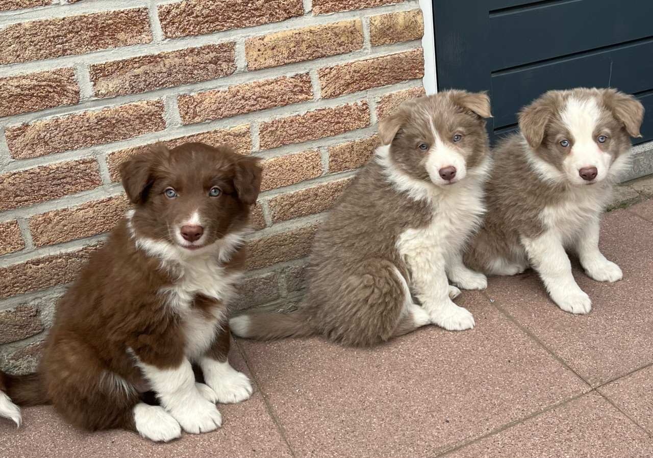 Border collie puppies