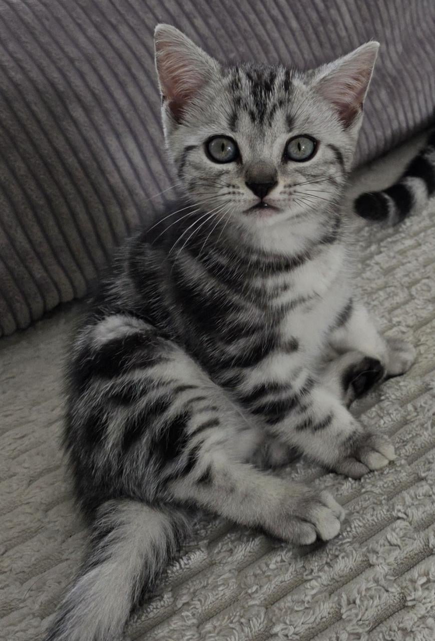 Brits korthaar kitten (Whiskas)