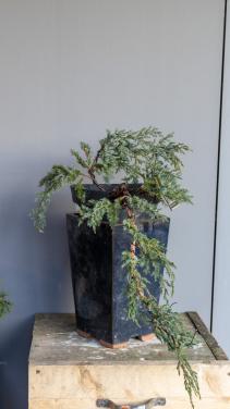 Bonsai Juniperus Blue carpet cascade