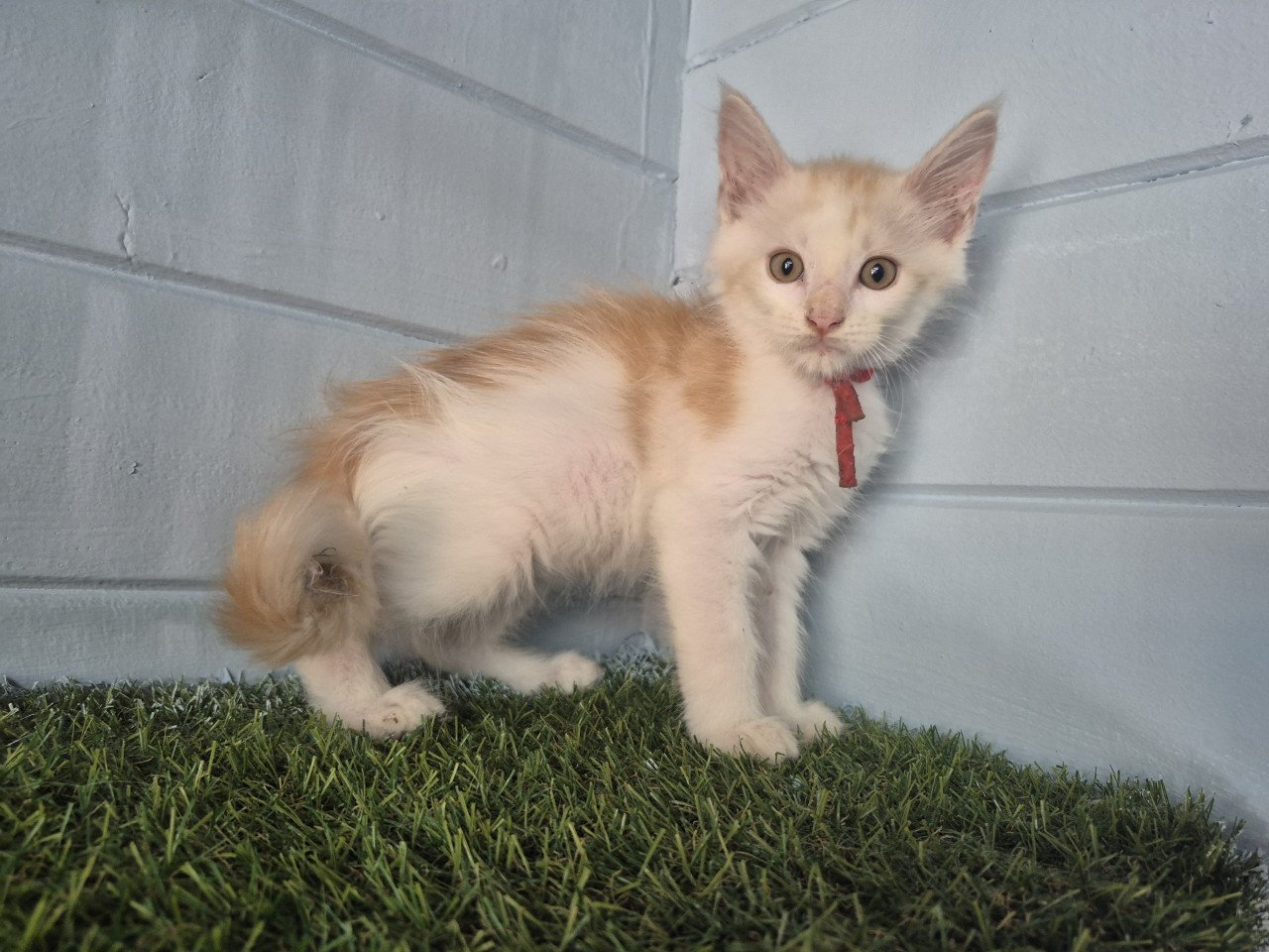 Maine coon kittens polydactyl