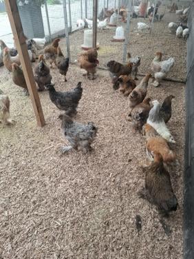 Brahma groot hennen, diverse kleuren