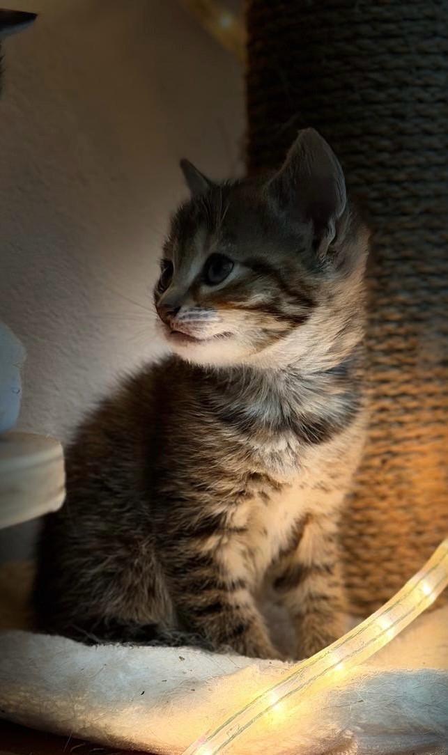 Prachtige kittens