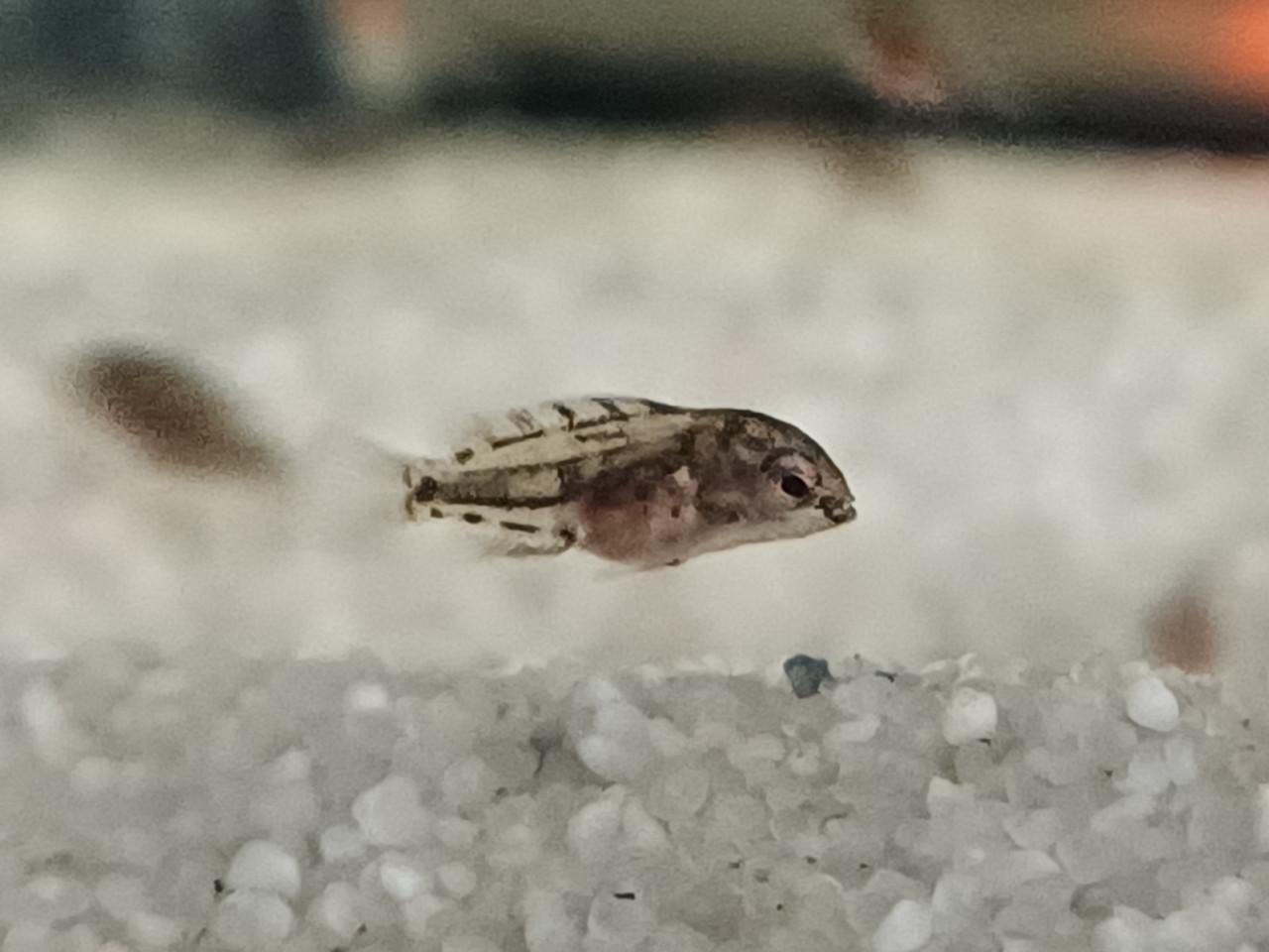 Zebra cichlides Amatitlania Nigrofasciata babys
