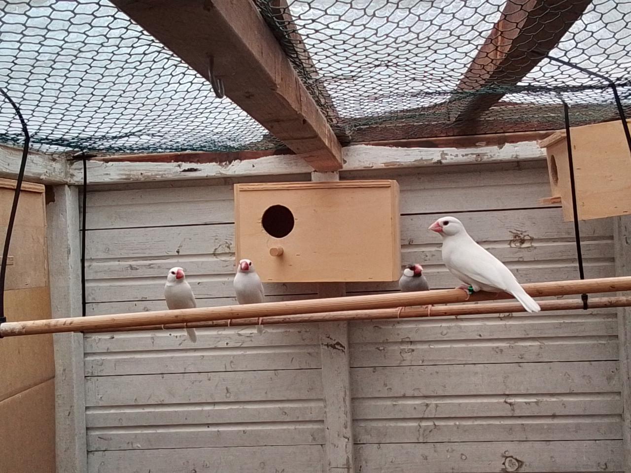 Rijstvogels