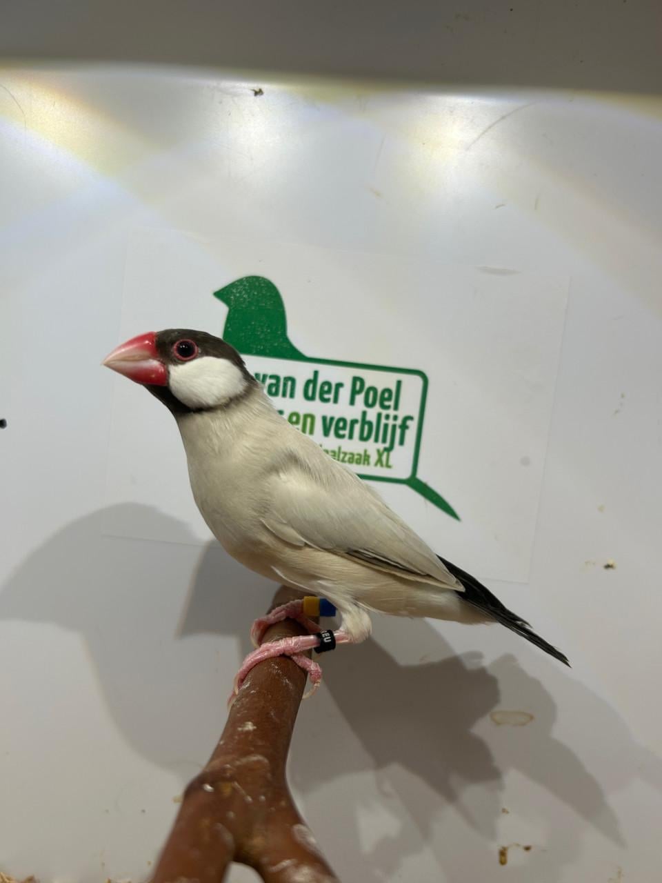 Rijstvogels opaal en agaat