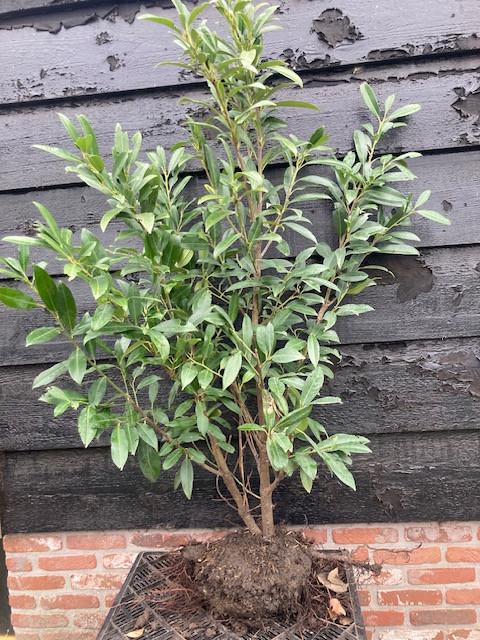 Laurierstruiken Prunus Herbergii