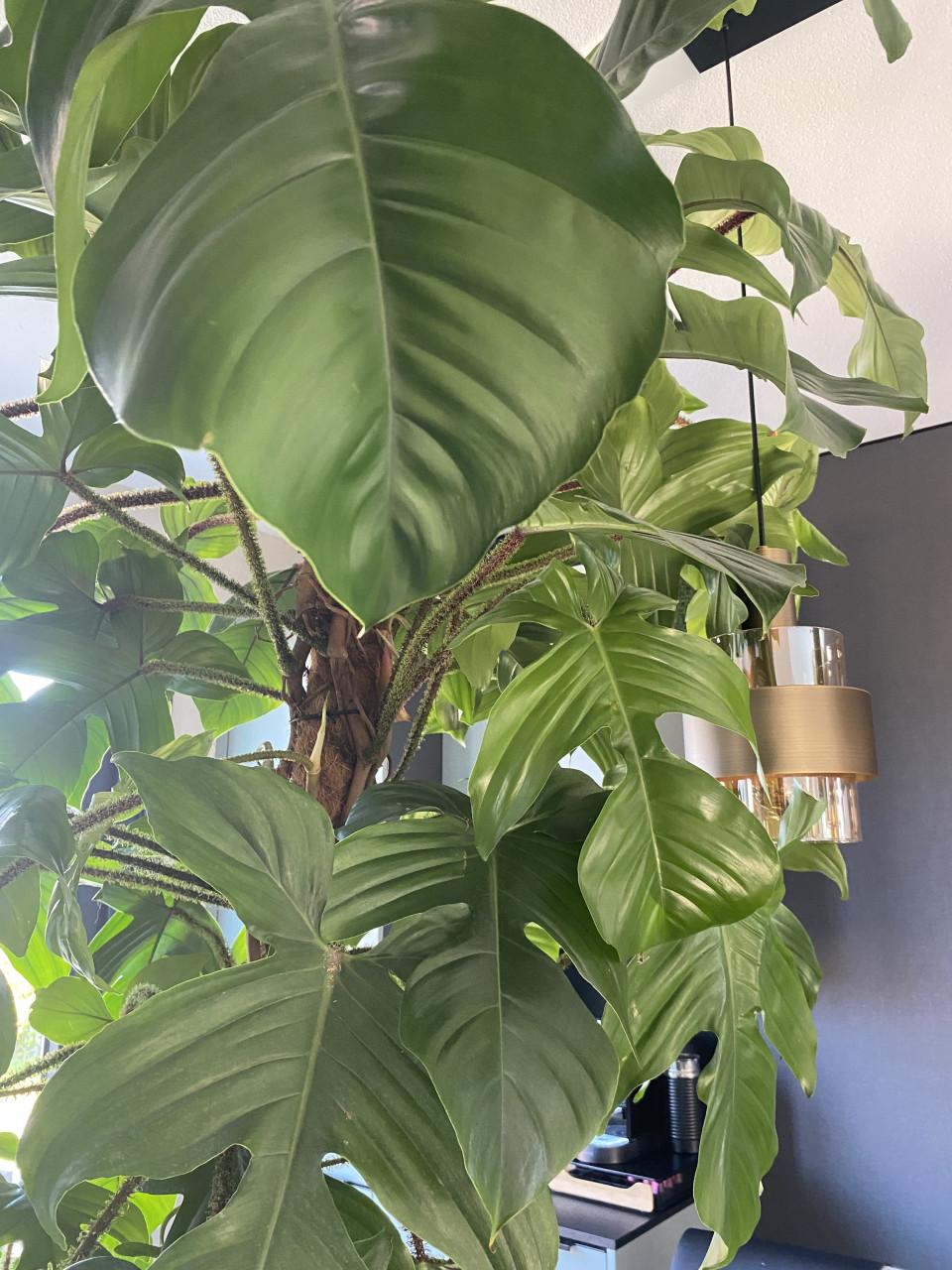 Prachtige, grote nieuwe kamerplant