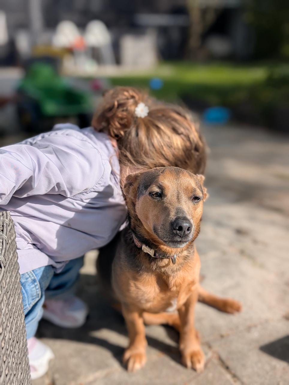 Blue tan Jack Russell