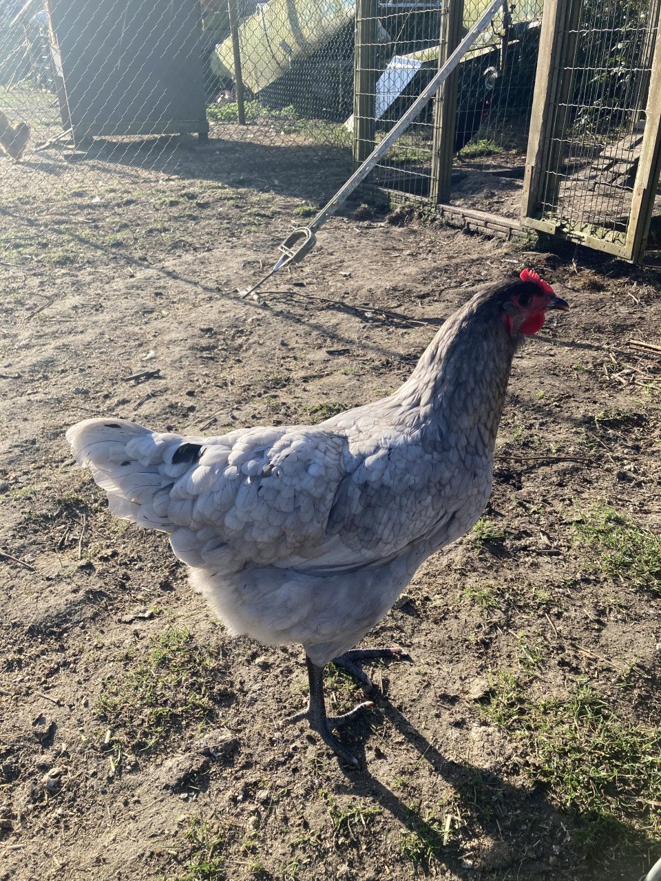 Broedeieren Jersey Giant, Brahma, zijdehoen en groenlegger