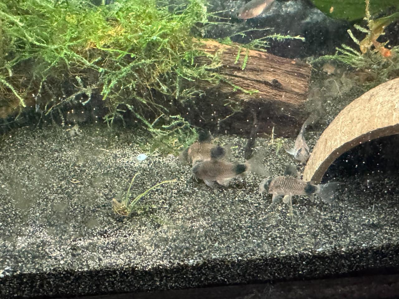 Panda Corydoras