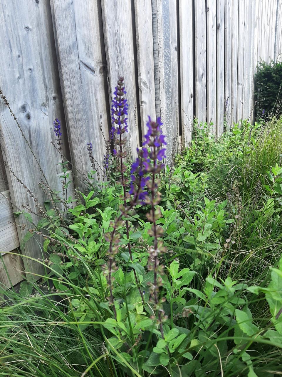 Tuinplant Salvia nemorosa cardonna 28 stuks