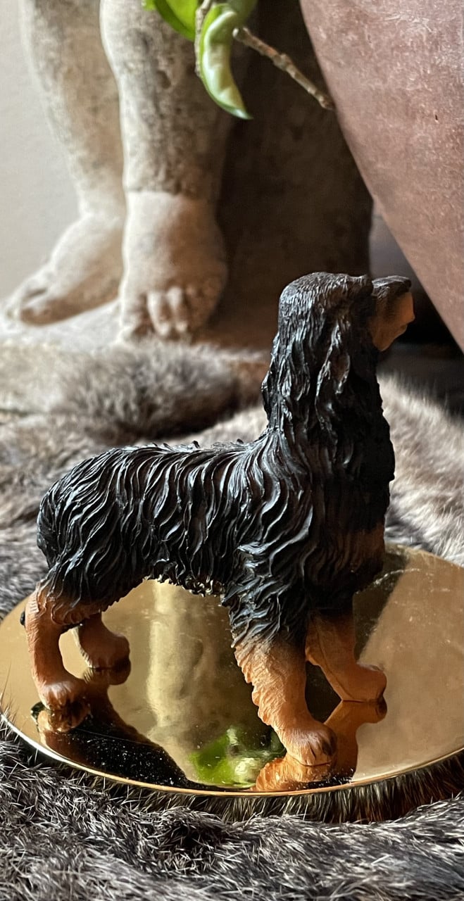Afghaanse windhond en setter
