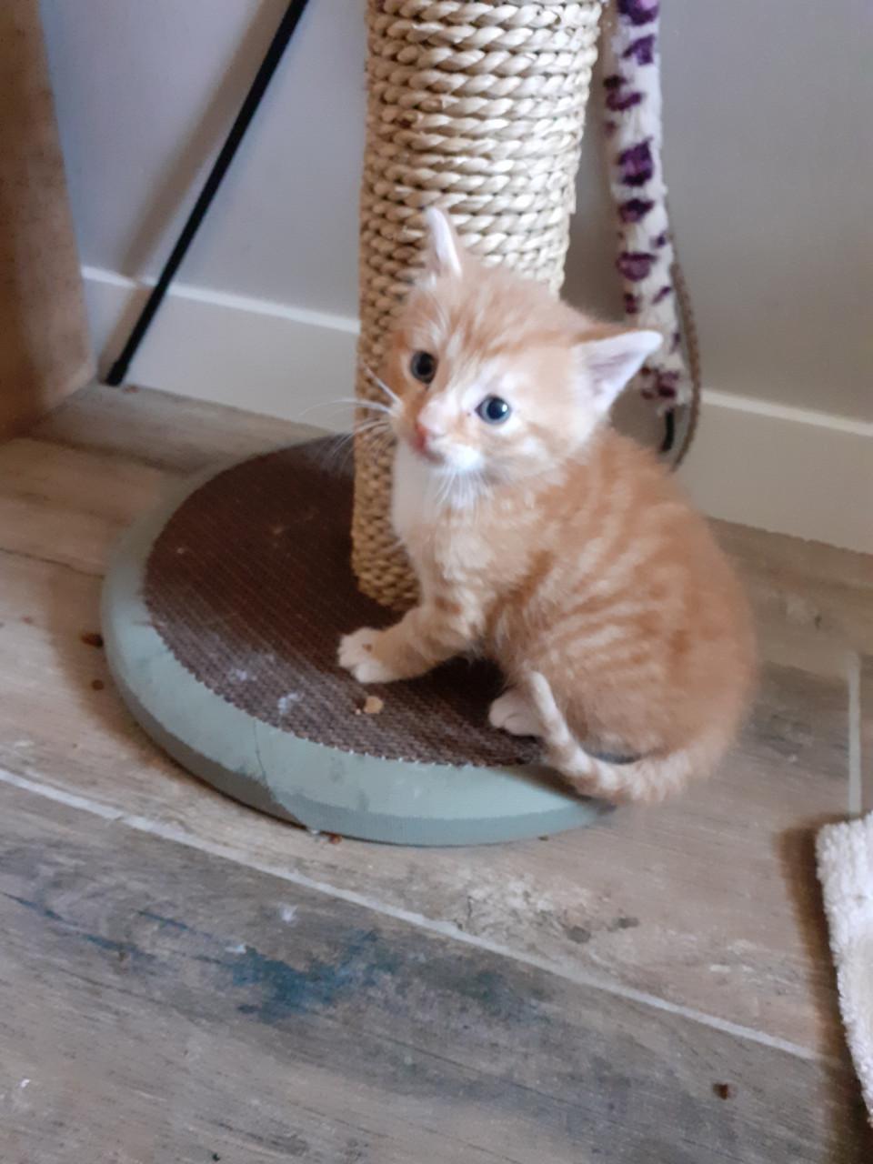 Kittens