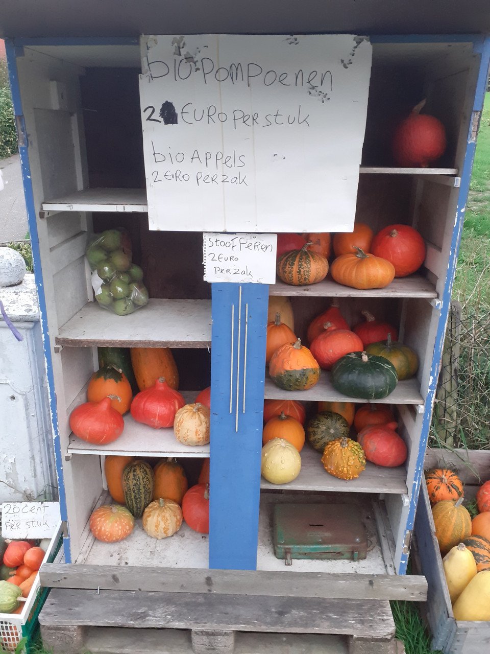 Bio pompoenen te koop
