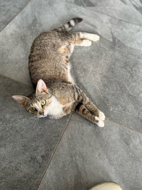 Poes 1 jaar