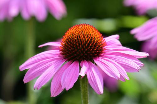 Zonnehoed Echinacea Purpurea Augustkönigin, roze, 30 stuks, vaste plant