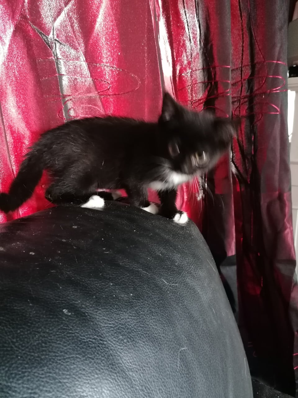 Kittens