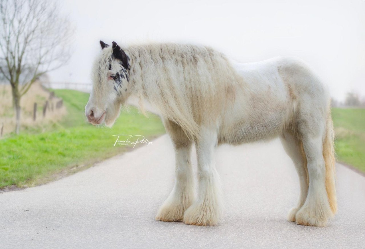 Lieve sprookjespony