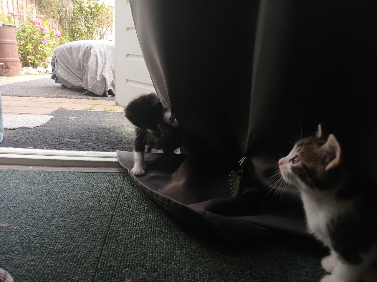 Gratis kittens