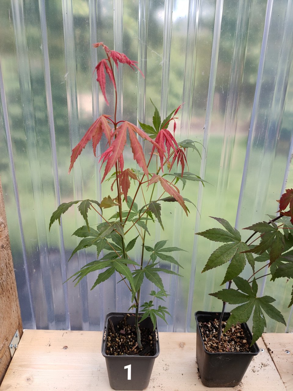 Japanse esdoorn boompjes Acer palmatum tuinplanten