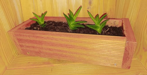Bankirai bloembakje met Aloe vetplantjes
