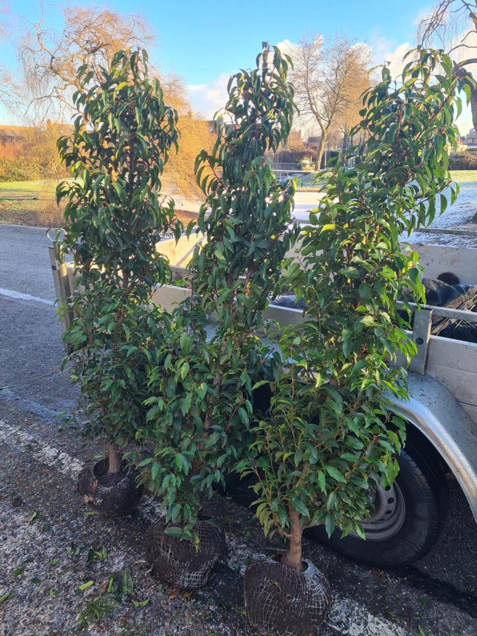 Portugese laurier 150-175 cm direct beschikbaar! WEG=WEG