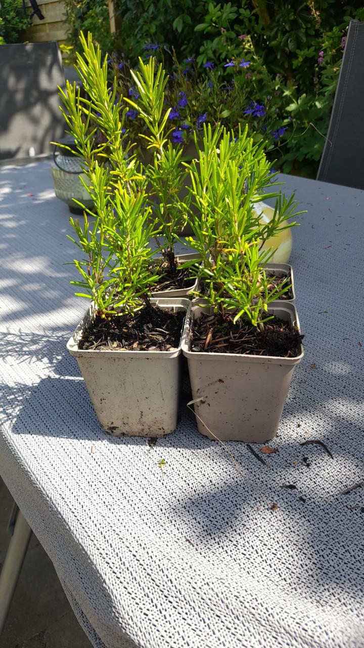 Vaste planten