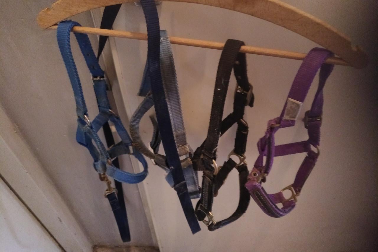 TE KOOP GEBRUIKTE MINIPAARDEN VEULEN HALSTERS